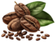 bean1