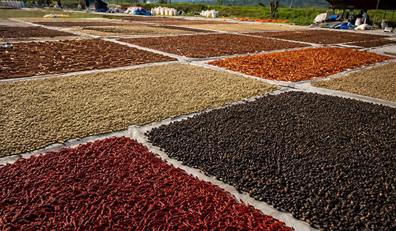 Vast network sustainable spice farms across regions
